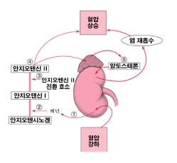 신장에서의 염분과 수분의 재흡수.jpg